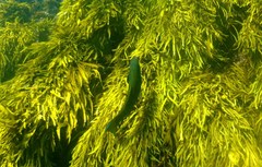 Olisthops cyanomelas