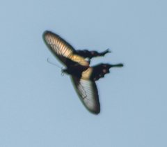 Pachliopta liris