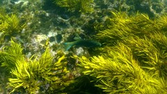 Olisthops cyanomelas