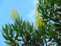 Vochysia thyrsoidea