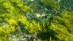 Olisthops cyanomelas