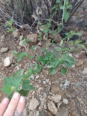 Ambrosia cordifolia