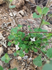 Ambrosia cordifolia