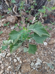 Ambrosia cordifolia