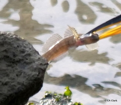 Tridentiger trigonocephalus