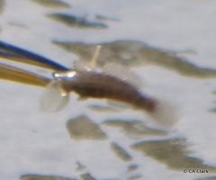 Tridentiger trigonocephalus