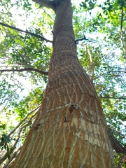 Havardia albicans