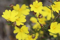 Hibbertia lineata