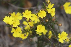 Hibbertia lineata