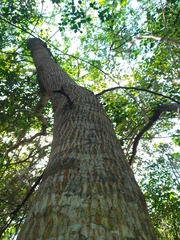 Havardia albicans