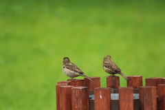 Passer domesticus