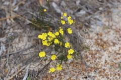Hibbertia lineata