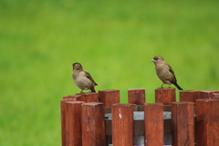 Passer domesticus