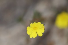 Hibbertia lineata
