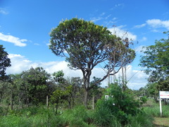 Vochysia thyrsoidea
