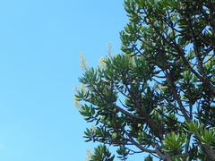 Vochysia thyrsoidea