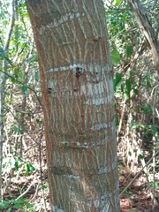 Havardia albicans