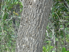 Vochysia thyrsoidea