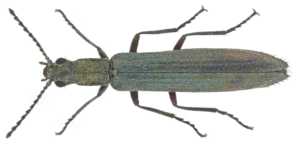 Dolichosoma