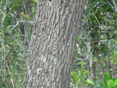 Vochysia thyrsoidea
