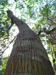 Havardia albicans