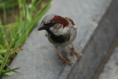 Passer domesticus