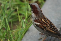 Passer domesticus