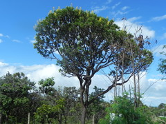 Vochysia thyrsoidea
