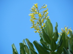 Vochysia thyrsoidea