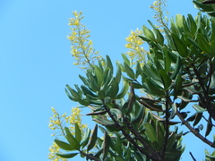Vochysia thyrsoidea