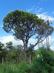 Vochysia thyrsoidea