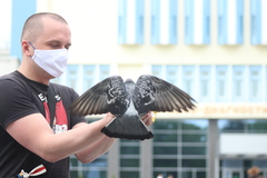 Columba livia domestica