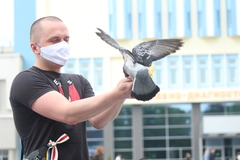 Columba livia domestica