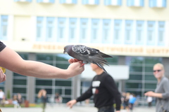Columba livia domestica
