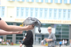 Columba livia domestica