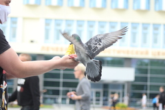 Columba livia domestica