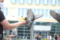 Columba livia domestica
