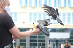 Columba livia domestica