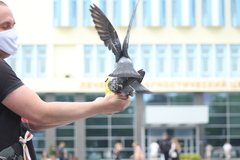Columba livia domestica