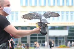 Columba livia domestica