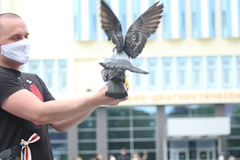 Columba livia domestica