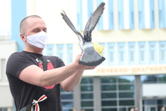Columba livia domestica