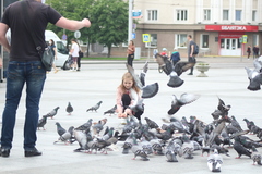 Columba livia domestica