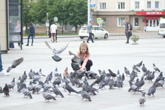 Columba livia domestica