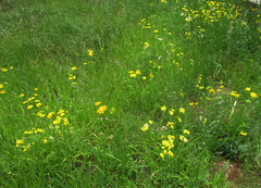 Nidorella resedifolia