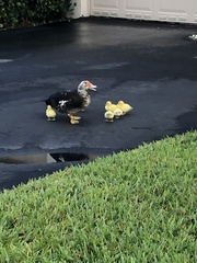 Cairina moschata domestica