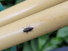Chrysobothrini