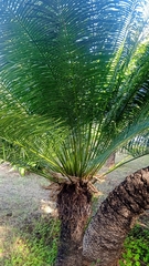 Cycas rumphii