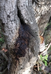 Phytophthora ramorum