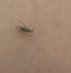 Pterygota